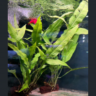 MICROSORUM PTEROPUS JAVA FERN (M)