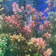 ROTALA ROTUNDIFOLIA RED