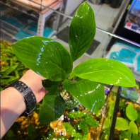 SPATHIPHYLLUM CANNAEFOLIUM