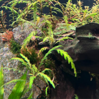 STAUROGYNE SP. BIHAR