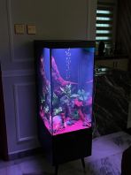 7s Modern Aquarium with Aquascape Design