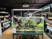 seachem aquascape workshop by Luis Navarro