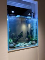 Custom Made Built -in Aquarium (Tidal Hang-on Filter)