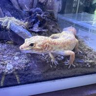 High Contrast Tremper (Male)