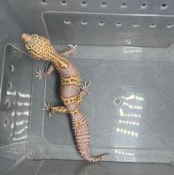 Snow Radar (Female)