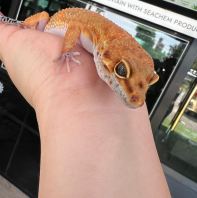 Mandarin Tangerine (Male)