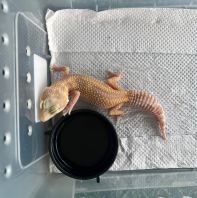 Macksnow Tremper (Female)