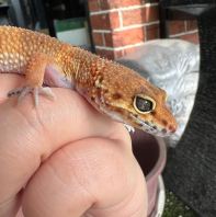Super Hypo Tangerine Carrot Tail (Female)