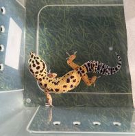 Macksnow Het Raptor (Female)