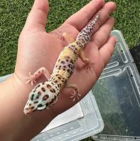 Macksnow Het Raptor (Female)