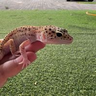 Macksnow Eclipse Het Tremper (Female)