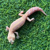 Macksnow Tremper (Female)