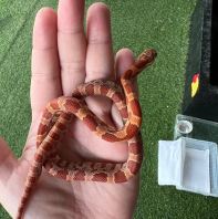 SunKissed Corn Snake