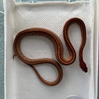 HYPOMELANISTIC (HYPO) CORN SNAKE