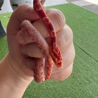 AMELANISTIC (AMEL) CORN SNAKE