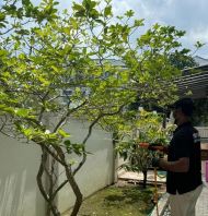 Garden/Outdoor Treatment