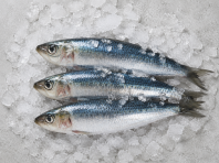 Fish - Sardine