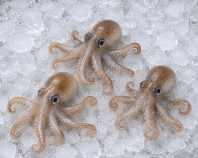 Squid - Baby Octopus