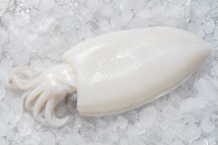 Squid - WC Cuttlefish