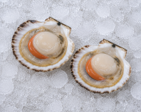 Shellfish - HS Scallop