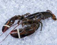Canadian Lobster