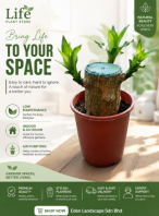 Dracaena Fragrans KL City Center   Low Maintenance Indoor Plant
