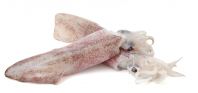 Sotong