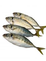 Yellow Tail Scad