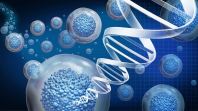 Terapi Isyarat Sel untuk Disfungsi Ereksi (Cell Signaling Therapy for ED)