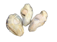 oyster meat