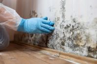 Mould Removal & Remediation Mould Removal & Remediation