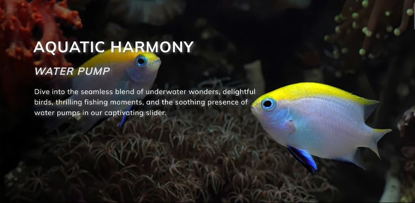 YS Pet and Aquarium Shop