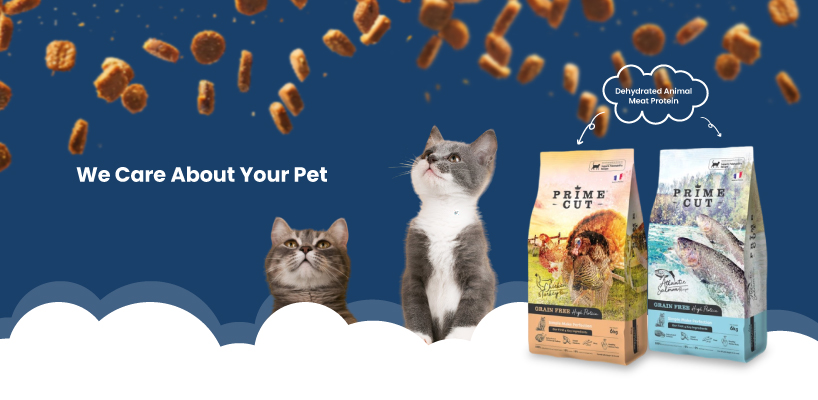 VV PET SHOP