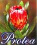 Protea Florist & Gift Centre