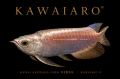KAWAI AROWANA FARM