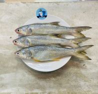 Premium Local Ikan Senangin B 500g 3pcs 
